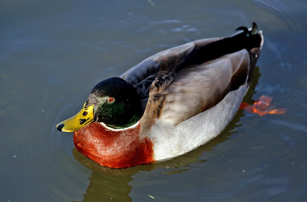 Potential Reasons for ​Ducks in a Jeep