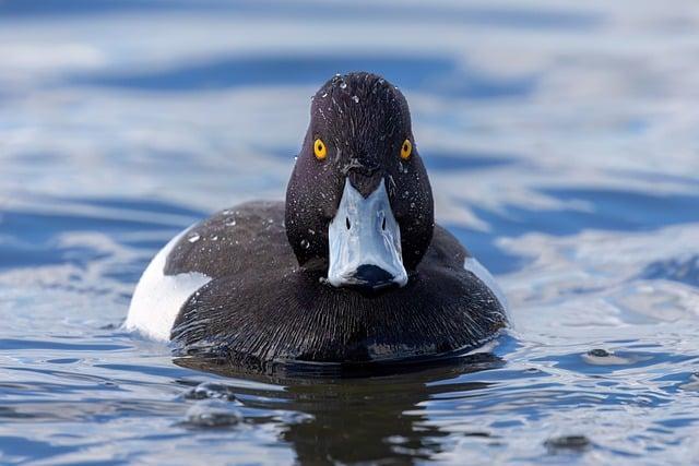 Why Jeep Owners Choose⁣ to Display ‌Ducks on Their Vehicles