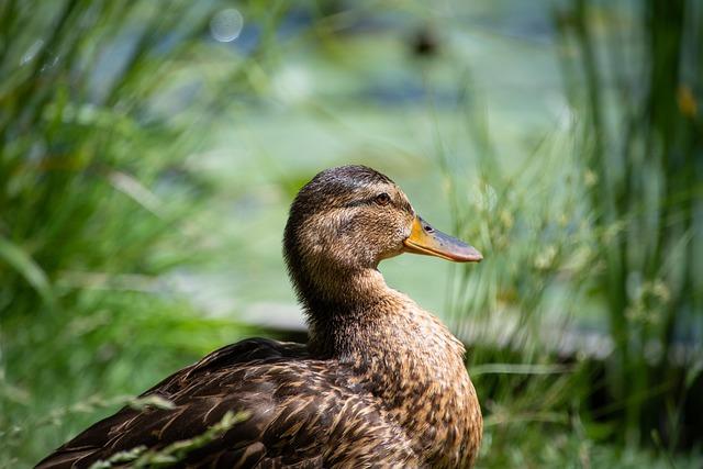 The Significance of ⁢the Duck ‌in ⁣Jeep‍ Community